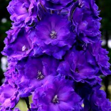 Delphinium Pagan Purples Picture of Delphinium Pagan Purples (7493)