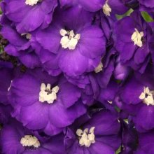 Delphinium Purple Passion Picture of Delphinium Purple Passion (6746)