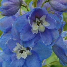 Delphinium Sunny Skies Picture of Delphinium Sunny Skies (8235)