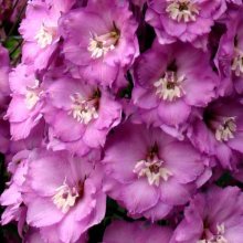 Delphinium Sweethearts Picture of Delphinium Sweethearts (7495)