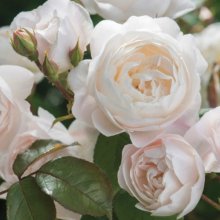 Desdemona Std 80cm-Rose Picture of Desdemona Std 80cm-Rose (29309)