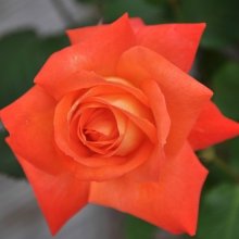 Desert Spice-Rose Picture of Desert Spice-Rose (1679)