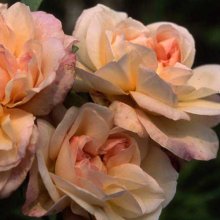 Picture of Desprez a Fleurs Jaunes Clg-Rose (1680)