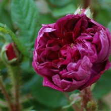 Picture of Deuil de Paul Fontaine-Rose (1681)