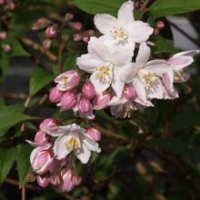 Deutzia Compact Pink Picture of Deutzia Compact Pink (1682)