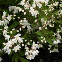 Deutzia Nikko Picture of Deutzia Nikko (5834)