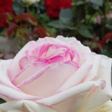 Diamond Design-Rose Picture of Diamond Design-Rose (7023)