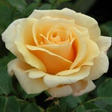 Diamond Jubilee-Rose Picture of Diamond Jubilee-Rose (1688)
