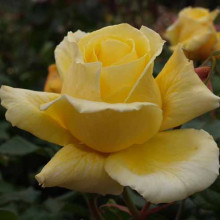 Picture of Diamonds Forever Std 80cm Single Bud-Rose (31140)