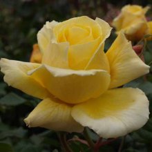 Diamonds Forever-Rose Picture of Diamonds Forever-Rose (1690)
