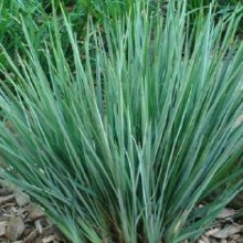 Dianella Little Rev Picture of Dianella Little Rev (6765)