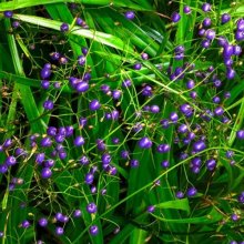 Dianella Nigra Picture of Dianella Nigra (1694)