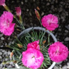 Dianthus Angel of Charity Picture of Dianthus Angel of Charity (30767)