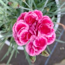 Dianthus Angel of Faith Picture of Dianthus Angel of Faith (30768)