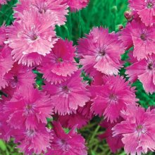 Dianthus Angel of Grace Picture of Dianthus Angel of Grace (10607)