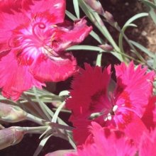 Dianthus Angel of Inspiration Picture of Dianthus Angel of Inspiration (11151)
