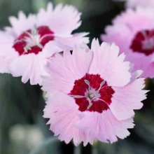 Dianthus Angel of Peace Picture of Dianthus Angel of Peace (6144)