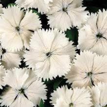 Dianthus Angel of Purity Picture of Dianthus Angel of Purity (10608)