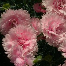 Dianthus Candy Floss Picture of Dianthus Candy Floss (6109)