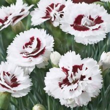 Dianthus Coconut Sundae Picture of Dianthus Coconut Sundae (7625)