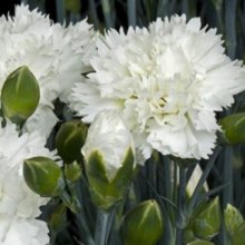 Dianthus Memories Picture of Dianthus Memories (8262)