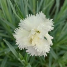 Dianthus Mrs Simkins Picture of Dianthus Mrs Simkins (1706)