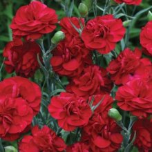 Dianthus Passion Picture of Dianthus Passion (7627)