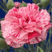 Dianthus Pinball Wizard Picture of Dianthus Pinball Wizard (11485)