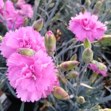 Dianthus Pink Eclipse Picture of Dianthus Pink Eclipse (30278)