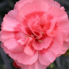 Dianthus Romance Picture of Dianthus Romance (8621)