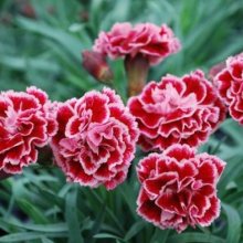 Dianthus Sugar Plum Picture of Dianthus Sugar Plum (7630)