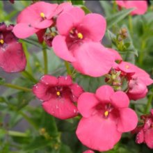 Diascia Trinity Rose Picture of Diascia Trinity Rose (28829)