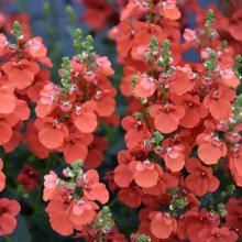 Diascia Trinity Sunset Picture of Diascia Trinity Sunset (28802)