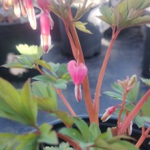 Dicentra Spectabilis Picture of Dicentra Spectabilis (1711)