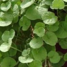 Dichondra Emerald Falls Picture of Dichondra Emerald Falls (30022)