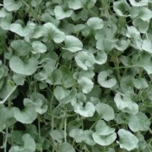 Dichondra Silver Falls Picture of Dichondra Silver Falls (1713)