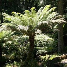 Dicksonia Squarrosa Picture of Dicksonia Squarrosa (1715)