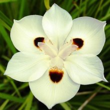 Picture of Dietes Bicolor (1716)