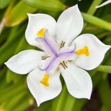 Picture of Dietes Grandiflora (1717)