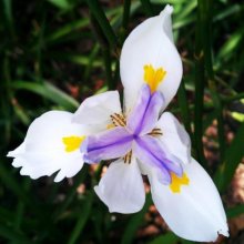 Picture of Dietes Iridioides (1718)
