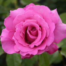 Dignity-Rose Picture of Dignity-Rose (1724)