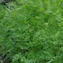 Dill Picture of Dill (7461)