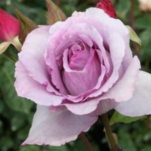 Picture of Dior Essence Std 80cm Single Bud-Rose (31108)