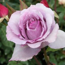 Dior Essence-Rose Picture of Dior Essence-Rose (1728)