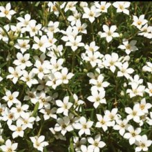 Diosma Ericoides Picture of Diosma Ericoides (6049)