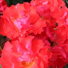 Disco Dancer-Rose Picture of Disco Dancer-Rose (1729)