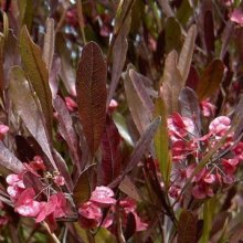 Dodonaea Purpurea Picture of Dodonaea Purpurea (1736)