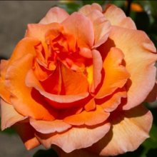 Doris Tysterman-Rose Picture of Doris Tysterman-Rose (1738)