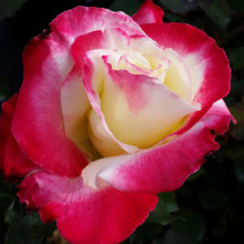Picture of Double Delight Std 80cm Single Bud-Rose (31135)