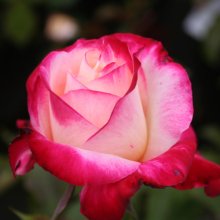Double Delight-Rose Picture of Double Delight-Rose (1742)